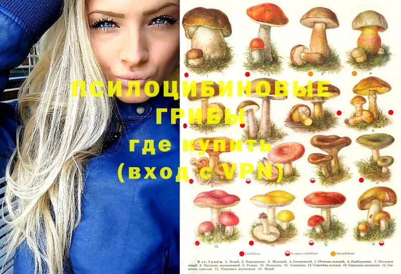 KRAKEN зеркало  Мосальск  Псилоцибиновые грибы Cubensis  как найти  